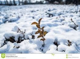 Sogni d�inverno