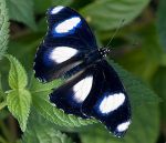 Volo di farfalla