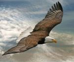 Volare