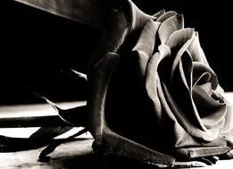 Die Wei�e Rose