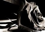 Die Wei�e Rose