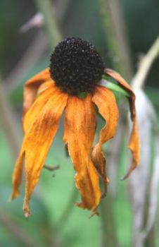 Un mazzo di fiori