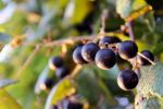"Il profumo dell'uva selvatica"