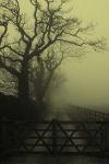 "Senza pi� memoria"