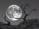 "Parlami delle lune"