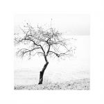 "Il ritorno della neve"