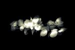 "Un fiore nero"