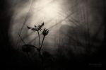 "Il fiore nero"