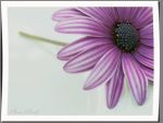 "Un germoglio di viola"