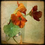 "Lune di novembre (i fiori d�oleandro)"
