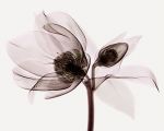 "I fiori di elleboro"