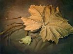 "Foglie d�ambra"