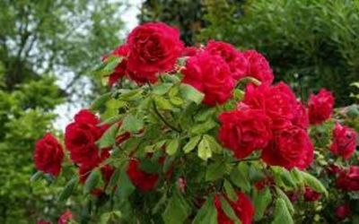 Eri come una rosa