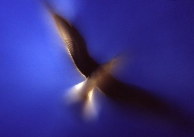 Lo spirito