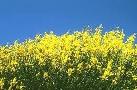 La ginestra