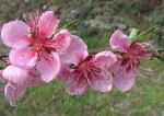 Vita dei fiori