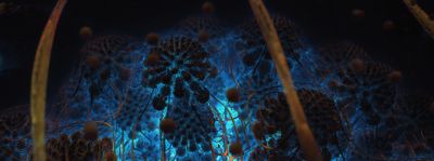 Archaea