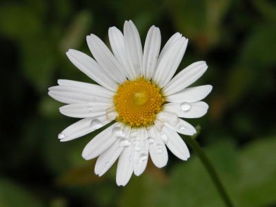 Se