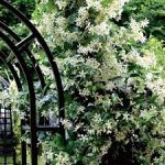 All'ombra di un gelsomino in fiore