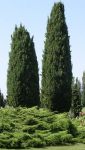 I cipressi