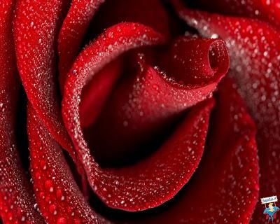 Pioggia d'amore