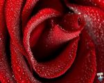Pioggia d'amore
