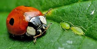 La coccinella