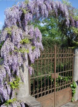 Il glicine