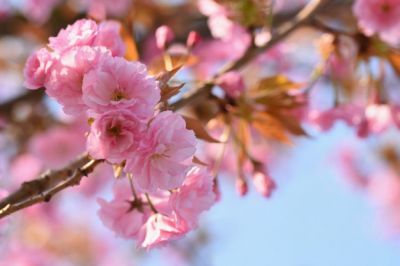 Preludio di Primavera