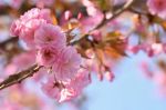 Preludio di Primavera