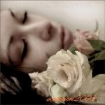 Fresche rose