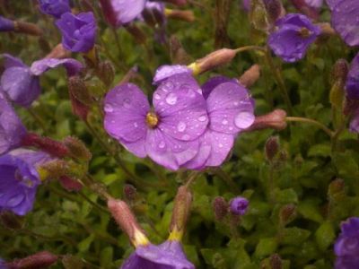 Fiori bagnati