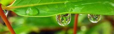 Verde di letame calcato