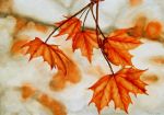 Sfumature d'autunno
