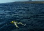 Mediterraneo (libert�, felicit�, morte)