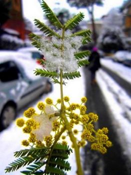 Generale Inverno