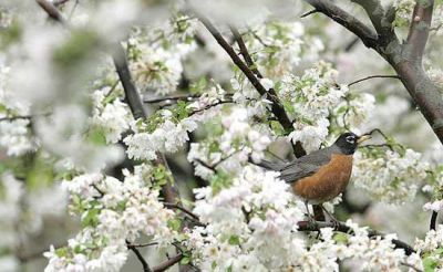 Aria di Primavera