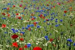 L'eco della tua voce