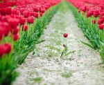 Fiore solitario