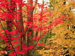 Rintocchi d'autunno