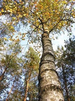 L’autunno della betulla