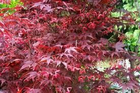 L’acero d’autunno
