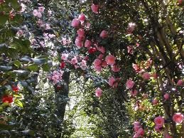 Il fiorire e sfiorire della camelia