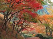 Sogni d'Autunno