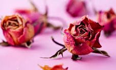 Sfiorirai come petali di rosa