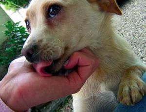 Un cane affamato