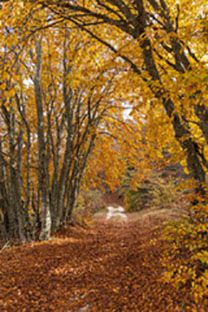 Mestizia autunnale