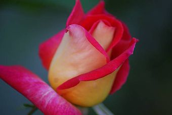 La tua presenza
