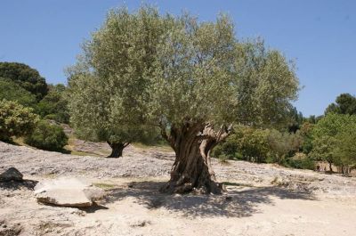 L�ulivo verdeggia