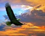 Per un giorno aquila